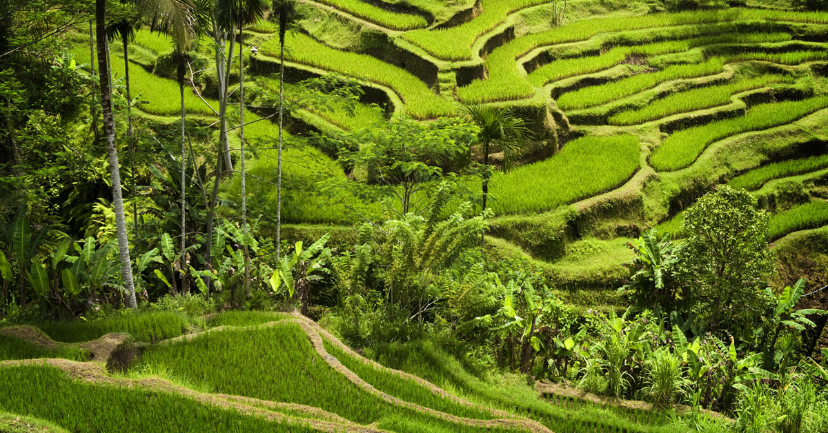 Ryžové polia pri meste Ubud